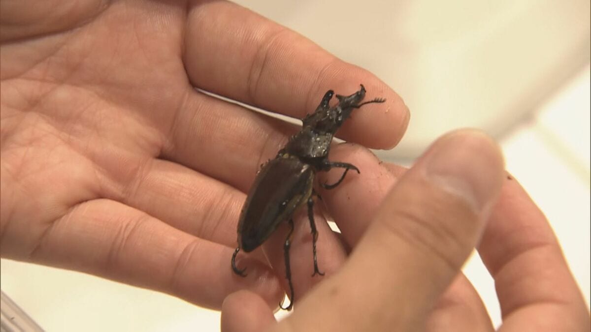 「雌雄モザイクのミヤマクワガタが木から落ちてきた」昆虫や化石の名前を専門家と一緒に調べるイベント三重県総合博物館