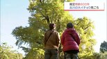 推定樹齢800年余り　宮崎市高岡町の「去川の大イチョウ」が見ごろに　|　MRTニュース ｜ ＭＲＴ宮崎放送