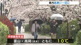 朝から雨の肌寒い一日　しっとりとお花見楽しむ人たちも　富山・松川べり　|　富山のニュース｜天気・防災｜チューリップテレビ