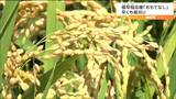 粘りも香りも〇『極早稲おもてなし』平年より10日早く収穫「期待に応えられるコメになった」 宮城・涌谷町 |TBS NEWS DIG