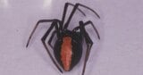 特定外来生物「セアカゴケグモ」高岡市で発見 触らずに駆除・通報を 富山・高岡市 | 富山のニュース|天気・防災|チューリップテレビ