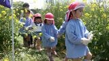 「楽しい」「でも迷う」菜の花3万株の巨大迷路　ゴール目指し 園児が挑戦＝静岡・富士市|TBS NEWS DIG