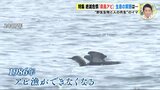 絶滅危惧の渡り鳥「アビ」 生息の実態は… “野生生物と人の共生” の今　カメラマンが調査に同行　|　RCC NEWS | 広島ニュース | RCC中国放送