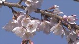夫婦が40年前に植えた早咲きのシダレザクラが間もなく満開 例年より5日早い開花 | 山梨のニュース | UTYテレビ山梨