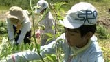 「世界ミツバチの日」ミツバチなど豊かな生態系維持を目指し育樹祭を開催【岡山・鏡野町】　|　岡山・香川のニュース | 天気 | RSK山陽放送