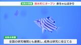 「小さな体に大きなロマン」海洋生物の赤ちゃんばかり集めた世界的にも珍しい水族館がオープン=静岡・清水町|TBS NEWS DIG