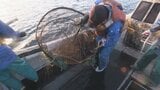 「俺が死んだらお前の番ぞ」伝統の"イカシバ漁"を守り続ける親子の思いとは | 山口のニュース・天気・防災|tys NEWS|tysテレビ山口