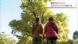 推定樹齢800年余り 宮崎市高岡町の「去川の大イチョウ」が見ごろに|TBS NEWS DIG