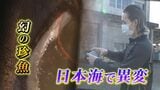 「大きな太刀魚と思ったら、赤色ロングへアーの…」定置網に“幻の深海魚”生きたまま2匹も 日本海で異変 富山・氷見|TBS NEWS DIG