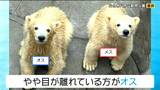 “双子ホッキョクグマ”愛らしい姿に来園者くぎづけ 双子の愛称投票も 仙台 | 宮城のニュース│tbc NEWS│tbc東北放送
