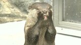 コツメカワウソ「あずきちゃん」笑顔の表情づくり トレーニングに一生懸命 大分市・うみたまご | 大分のニュース|OBS NEWS|大分放送