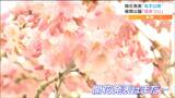 徐々に開花すすむ 榴岡公園で桜まつり始まる 仙台 | 宮城のニュース│tbc NEWS│tbc東北放送