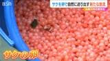 稚魚ではなく“卵”でサケを放流「漁獲高が少なくても持続する新たなしくみ」新潟県立海洋高校　|　新潟のニュース・天気｜BSN NEWS｜BSN新潟放送