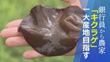 「毎日収穫ができて収益が安定」銀行員から農家に転身 キクラゲの一大産地を目指す | 山梨のニュース | UTYテレビ山梨