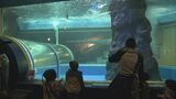 魚津水族館が営業再開 "富山湾の王者"ブリはまだ不在 深海生物コーナーは約1年ぶりに復活 富山　|　富山のニュース｜天気・防災｜チューリップテレビ