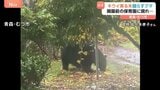 開園前の保育園にクマが出没 キウイが実った木を揺らす様子が…AIがクマとの遭遇をリスクを減らす!|TBS NEWS DIG