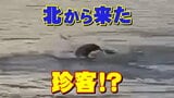 【動画有り】「えっ、こんな所に？」水面から顔を出しスイスイ…正体は北からちょっと寄り道の珍客"キタオットセイ”魚をくわえて泳ぐ貴重な姿を目撃　宮城・石巻市　|　宮城のニュース│tbc NEWS│tbc東北放送