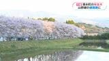 満開！線路跡の桜並木　鹿児島・湧水町　ライトアップも|TBS NEWS DIG
