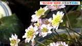『春の妖精』700鉢の雪割草が見頃 新潟・佐渡市|TBS NEWS DIG
