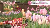 極寒の中…一足早く春らんまん　1万本のチューリップと音楽「春を呼ぶチューリップ展」　|　富山のニュース｜天気・防災｜チューリップテレビ