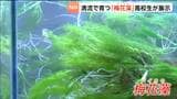 高校生が栽培や研究に取り組む準絶滅危惧種の水草「バイカモ」郵便局で展示が始まる　宮城・白石市|TBS NEWS DIG