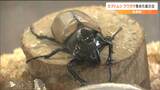 ヘラクレスオオカブトなど世界の昆虫32種類展示 SSW兼昆虫系ユーチューバーTaeさんが飼育 宮城・丸森町 |TBS NEWS DIG
