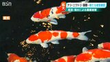 錦鯉も牛もニワトリも死に 稲も枯れ ナシや枝豆にも被害… 高温と渇水に伴う農作物被害さらに拡大 新潟県 | 新潟のニュース・天気|BSN NEWS|BSN新潟放送