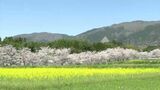 「サクラだより」サクラと鮮やかな菜の花が競演 1000メートル級の山々が連なる那岐連峰の麓【岡山】|TBS NEWS DIG