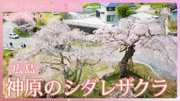 神原のシダレザクラ【JNN sakuraドローンDIG 2024】|TBS NEWS DIG