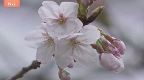 「暗いニュースが多いのでちょっと喜ばしい気持ち」東京の桜が開花　発表基準を上回る“61輪”　平年より5日早い|TBS NEWS DIG
