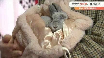今年の干支「ウサギ」と参拝者が触れあえる神社 仙台 | 宮城のニュース