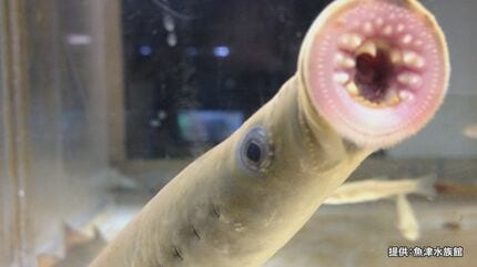 生きた古代魚「ヤツメウナギ」吸盤の口と鋭い歯で “ナメナメ” …ウナギ 