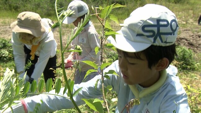 「世界ミツバチの日」ミツバチなど豊かな生態系維持を目指し育樹祭を開催【岡山・鏡野町】|TBS NEWS DIG