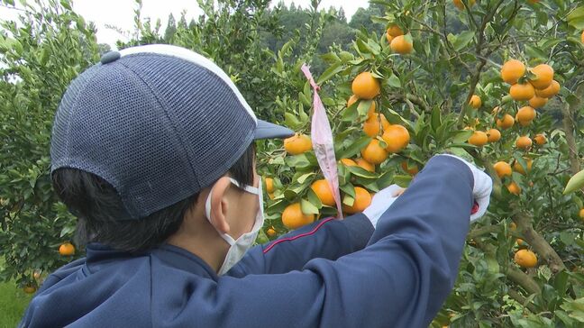 採る場所で甘みが違う？東大みかん愛好会が熊本で “ミカンの出前授業”|TBS NEWS DIG