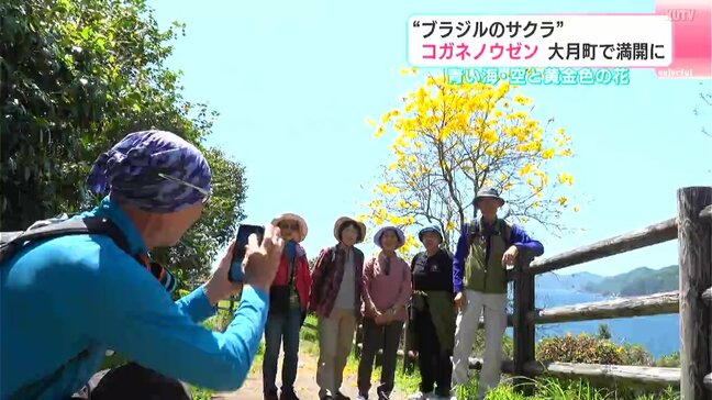 「何年も前からここの花に憧れてて…」南米が原産のコガネノウゼン 高知・大月町で満開に|TBS NEWS DIG