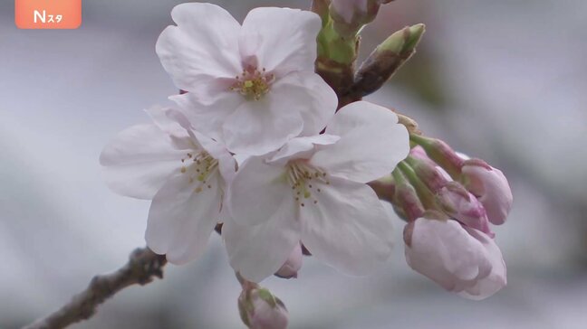 「暗いニュースが多いのでちょっと喜ばしい気持ち」東京の桜が開花　発表基準を上回る“61輪”　平年より5日早い|TBS NEWS DIG