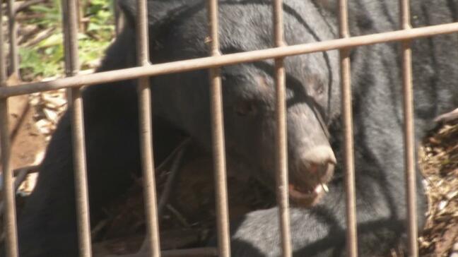 【地図あり】山形市の市街地などでクマ立て続けに目撃 山大医学部そばでも 市が注意を呼びかけ|TBS NEWS DIG