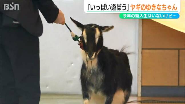 新入生の代わりに入学したのは“クロヤギ”　今年度で閉校の小学校　最後の1年を児童と一緒に　新潟・佐渡市|TBS NEWS DIG