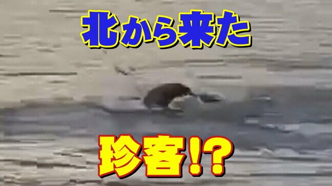 【動画有り】「えっ、こんな所に?」水面から顔を出しスイスイ…正体は北からちょっと寄り道の珍客"キタオットセイ”魚をくわえて泳ぐ貴重な姿を目撃 宮城・石巻市|TBS NEWS DIG