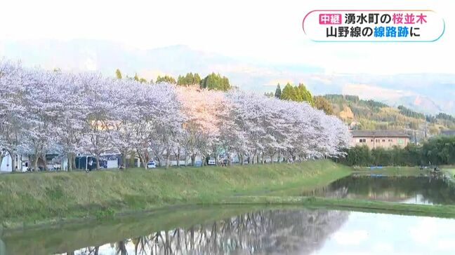 満開！線路跡の桜並木　鹿児島・湧水町　ライトアップも|TBS NEWS DIG