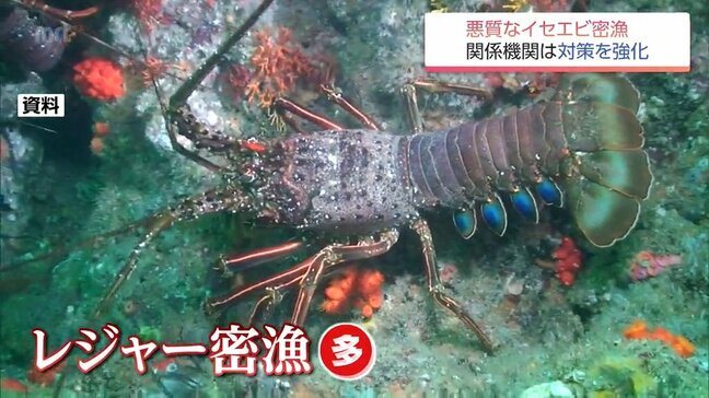 漁師悲鳴「夜に100キロ獲られる」　本格化のイセエビ漁で悪質密漁が横行…宮崎県内で対策強化|TBS NEWS DIG