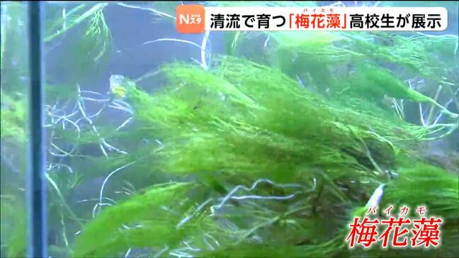 高校生が栽培や研究に取り組む準絶滅危惧種の水草「バイカモ」郵便局で展示が始まる 宮城・白石市|TBS NEWS DIG
