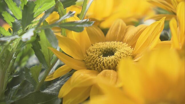 ウィリアム皇太子ゆかりの地　本宮市の英国庭園　開園10周年イベント 福島|TBS NEWS DIG