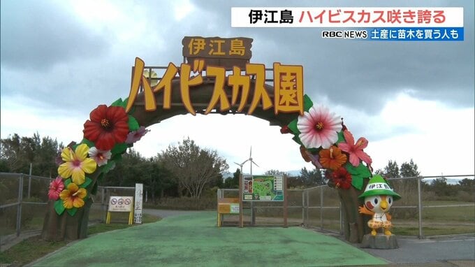 沖縄本島北部でハイビスカス・ツツジ咲き誇る　|　沖縄のニュース｜RBC 琉球放送
