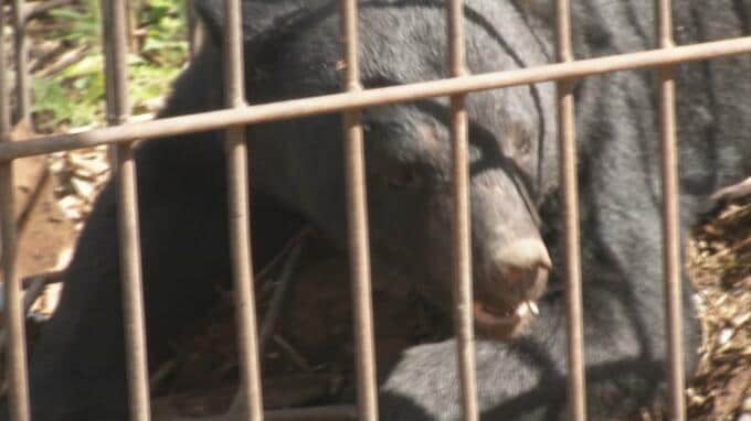 【危機一髪】「ガサガサ」→気づけばクマが網戸を開けていた！人の生活圏内に出没するクマ...山形市でも旬の果物が食い荒らされる被害発生　国・自治体は具体的な対策を|TBS NEWS DIG