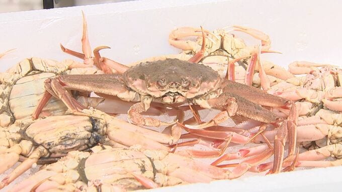 北海道で大量発生「オオズワイガニ 」めぐり、国・鳥取県が異例の要請…メスを「親がに」として販売しないで　地元の特産ズワイガニのメス・親がに「値崩れ」にも懸念の声　|　BSSニュース | BSS山陰放送