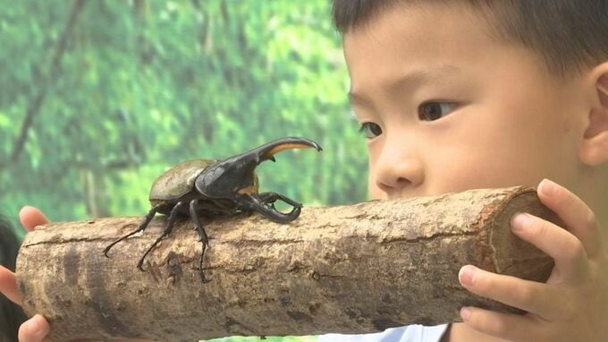 「ヘラクレスが好きです。 かっこいいです。どきどきした。」憧れの巨大カブトムシを手にポーズ　世界の甲虫展　|　BSSニュース | BSS山陰放送