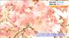 徐々に開花すすむ　榴岡公園で桜まつり始まる　仙台　　|　宮城のニュース│tbc NEWS│tbc東北放送