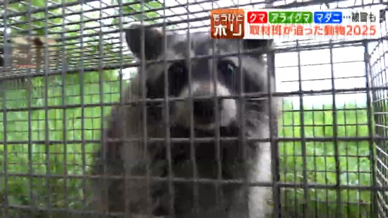 アライグマ 様 ヒグマだけじゃなかった…2025年北海道の動物の話題《闘いと絆