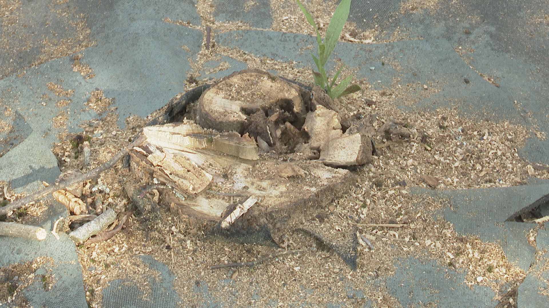 ビッグモーター 福井の店舗前でも街路樹「立ち枯れ」 倒木の危険で市が